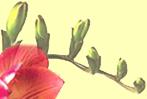 flower background